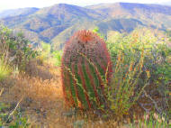 SCOTTSDALE ARIZONA JEEP HUMMER TOUR BARREL CACTUS