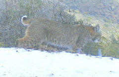 SCOTTSDALE ARIZONA JEEP HUMMER TOUR BOBCAT