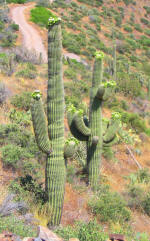 SCOTTSDALE ARIZONA JEEP HUMMER TOUR SAGUARO CACTUS